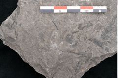 Foto (Detailansicht) von Dicksonia pterioides Ettingshausen (NHMW-GEO-2024-0188-10209)